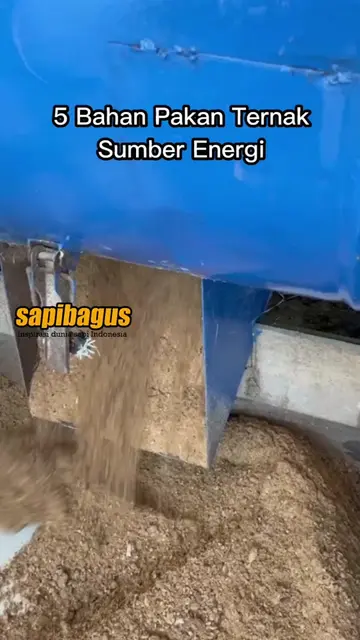 5-Bahan-Pakan-Ternak-Sumber-Energi